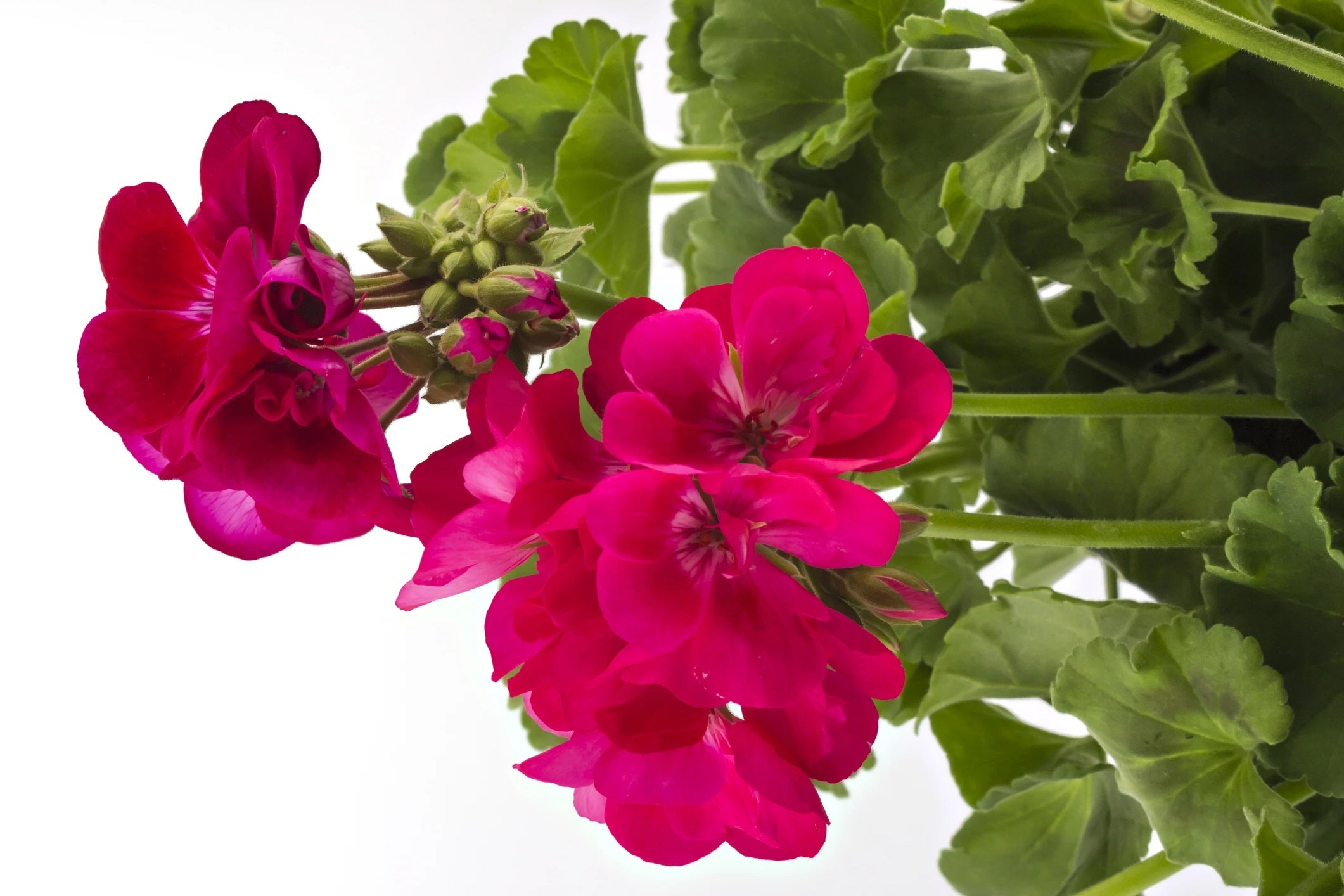 Pinot Geranium Geranium Pinto Premium Series Seeds – Hometown Seeds