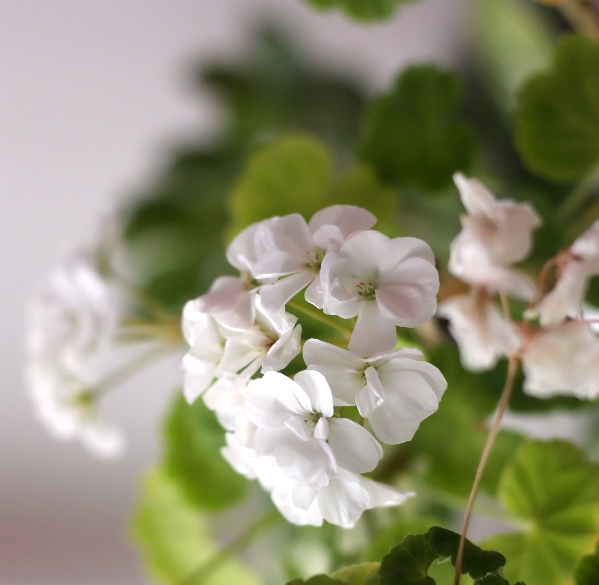 Pinot Geranium Geranium Pinto Premium Series Seeds – Hometown Seeds