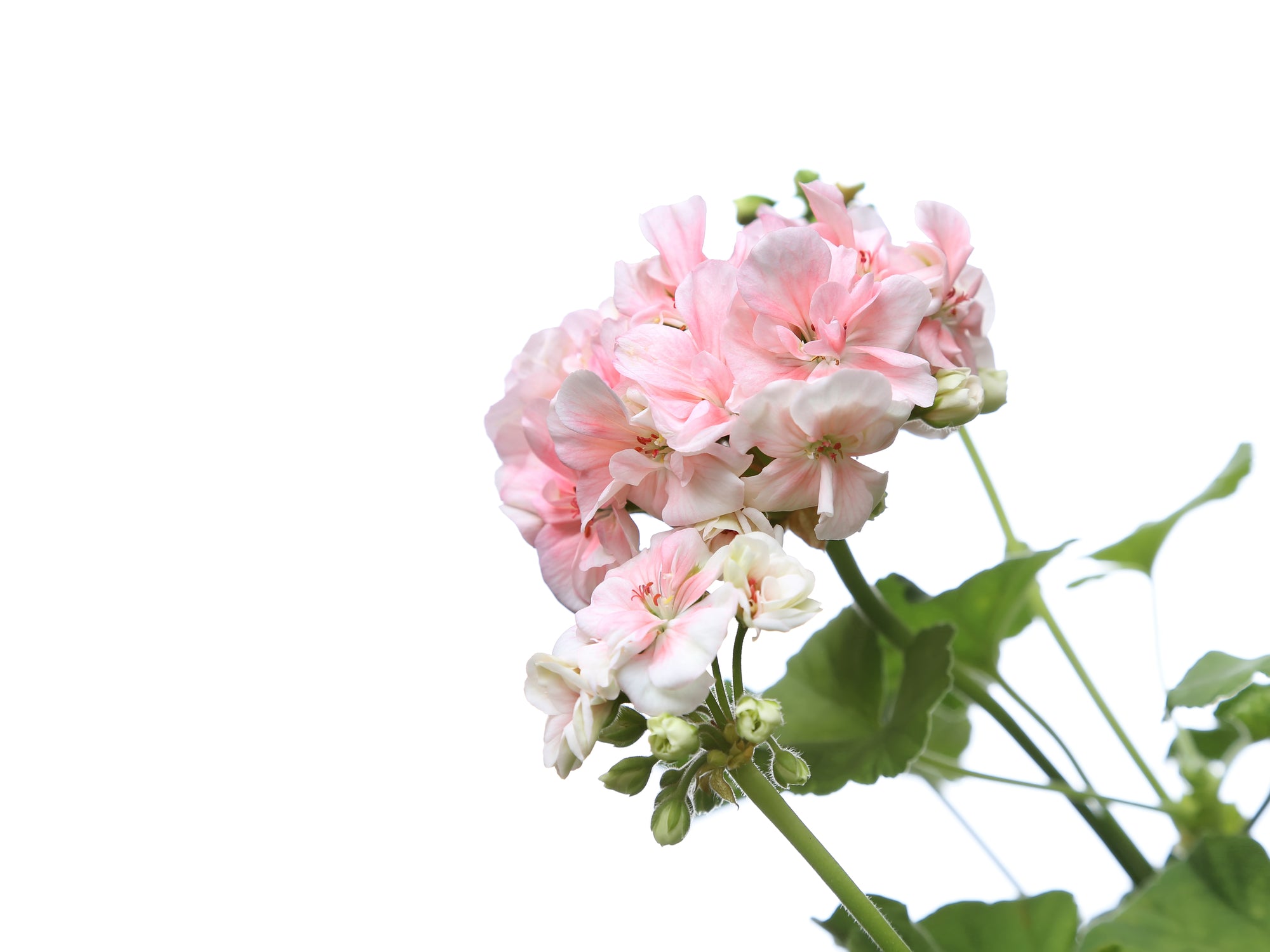 Pinot Geranium Geranium Pinto Premium Series Seeds – Hometown Seeds
