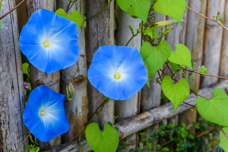blue morning glory seeds Heavenly Blue Morning Glory