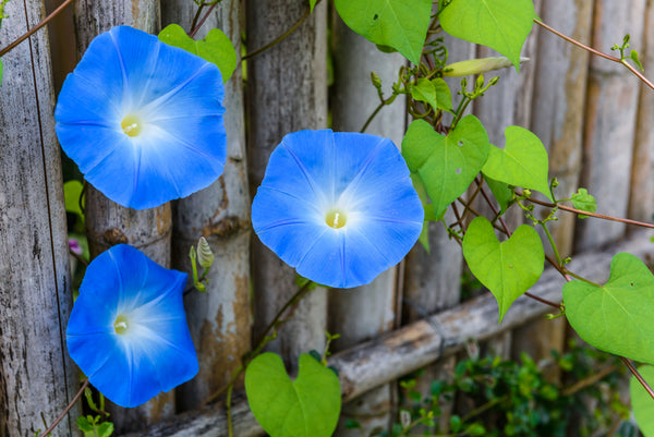 Flower_Heavenly_Blue_Morning_G