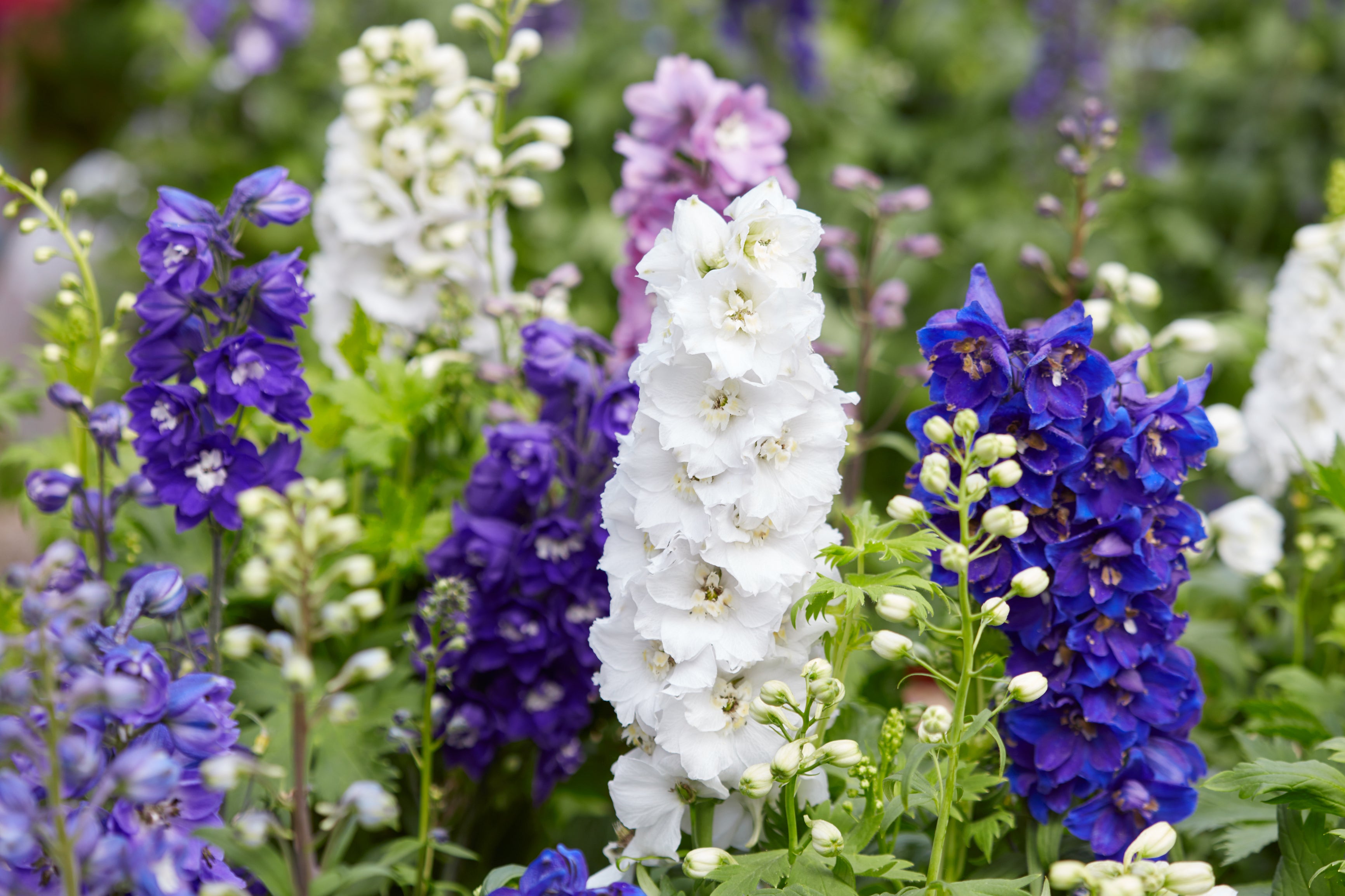 plant larkspur seeds Larkspur/Delphinium Giant Imperial Mix