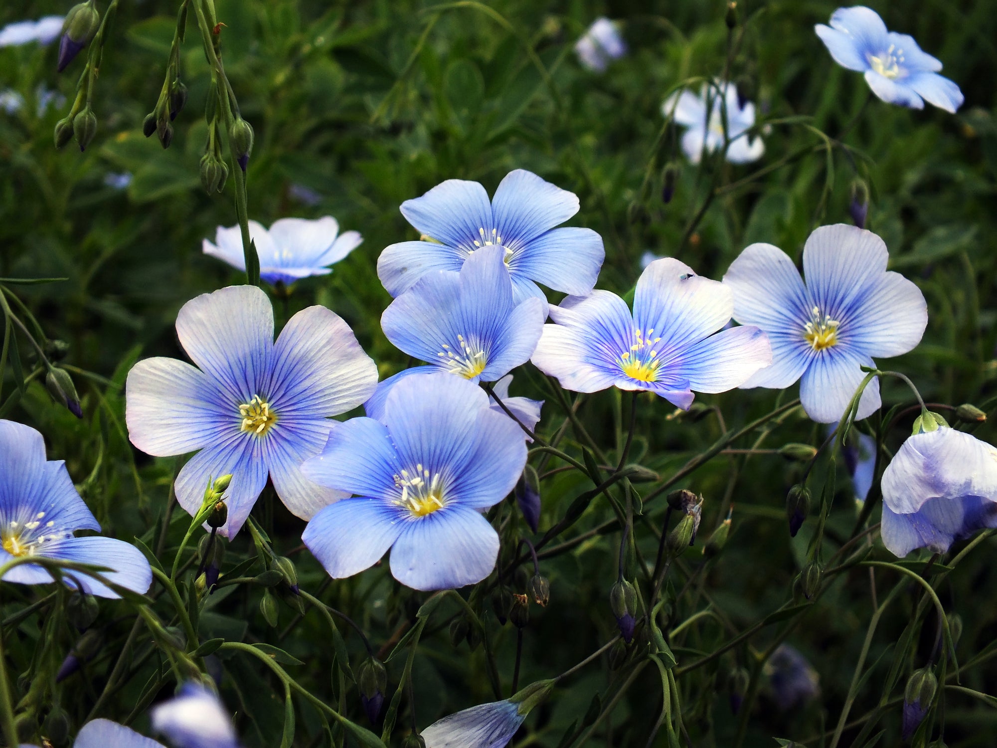 flax seed flower Linum Blue Flax Seeds