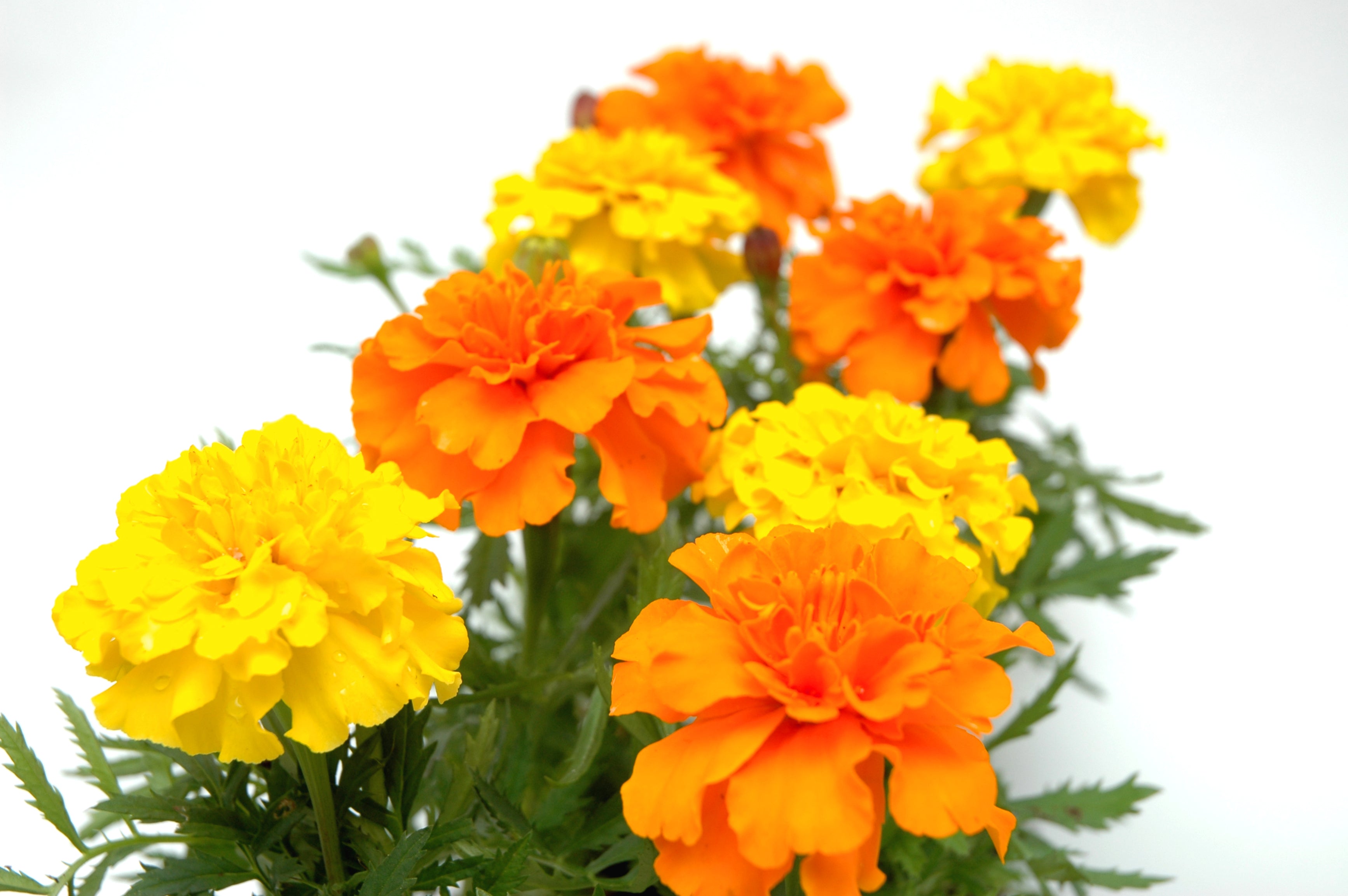 marigold crackerjack seeds Marigold, Cracker Jack Mix – Hometown Seeds