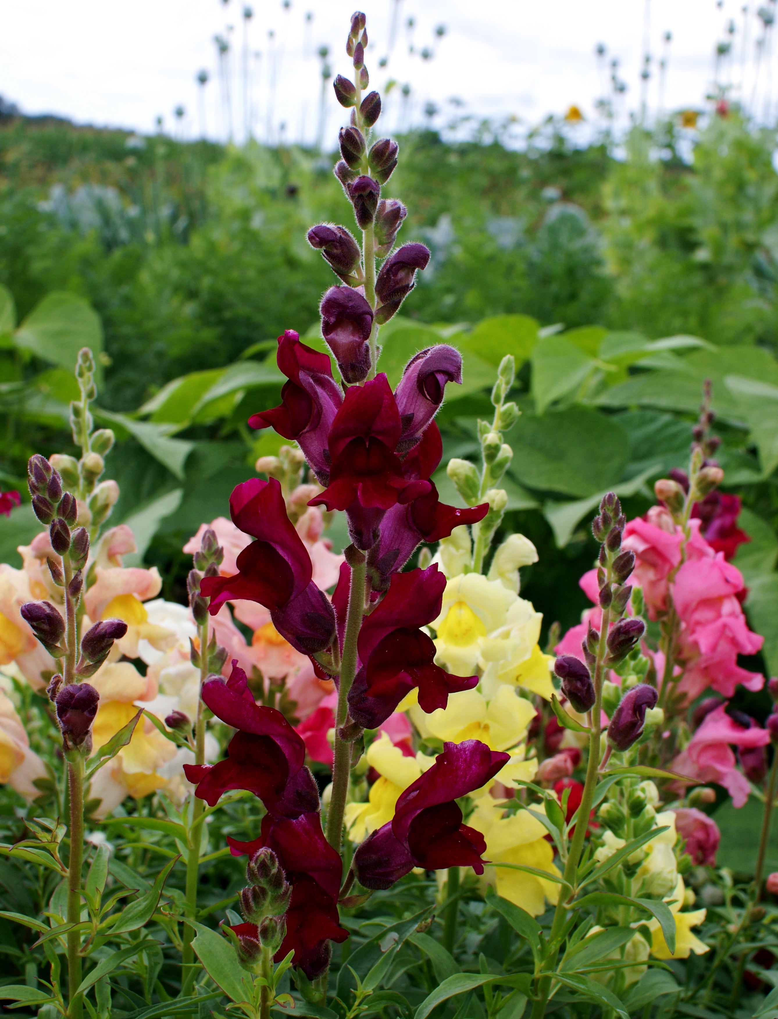 snapdragon flower seeds serie de soneto f1-1000 semillas Snapdragon Sonnet Series