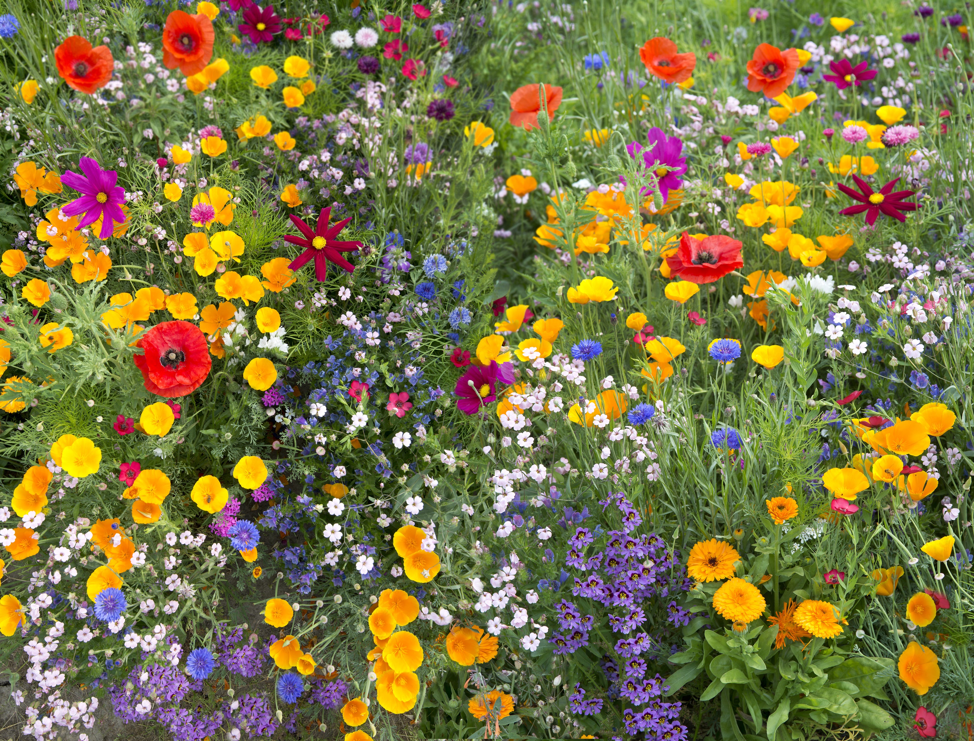 Elite Wildflower Mix