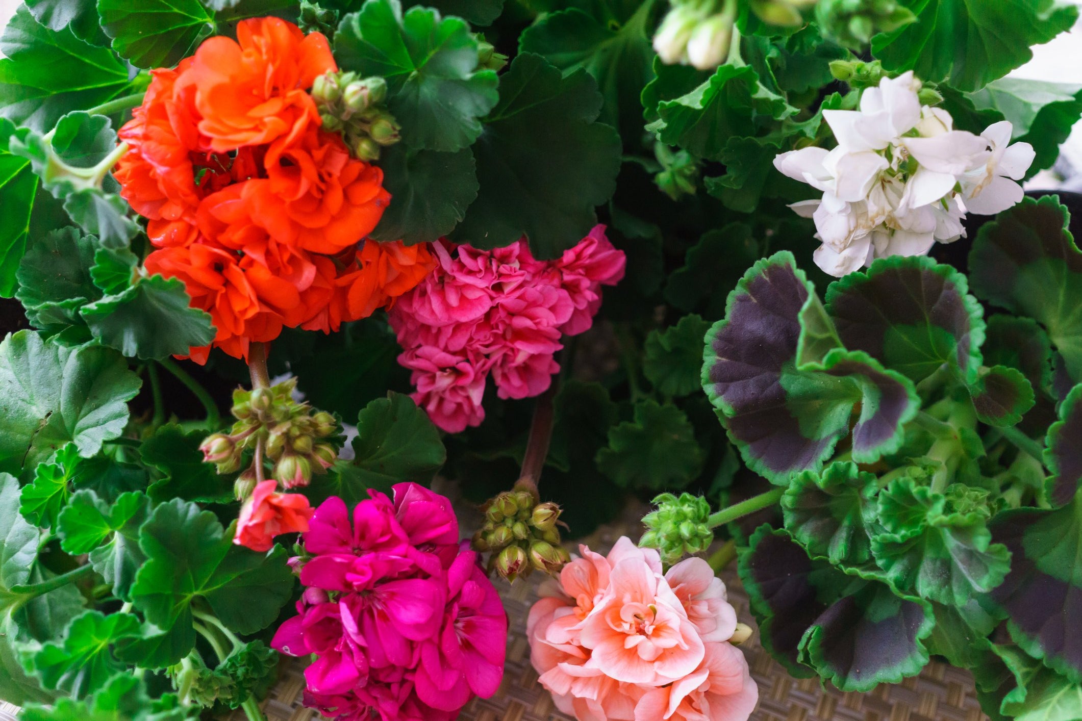 Pinot Geranium Geranium Pinto Premium Series Seeds – Hometown Seeds
