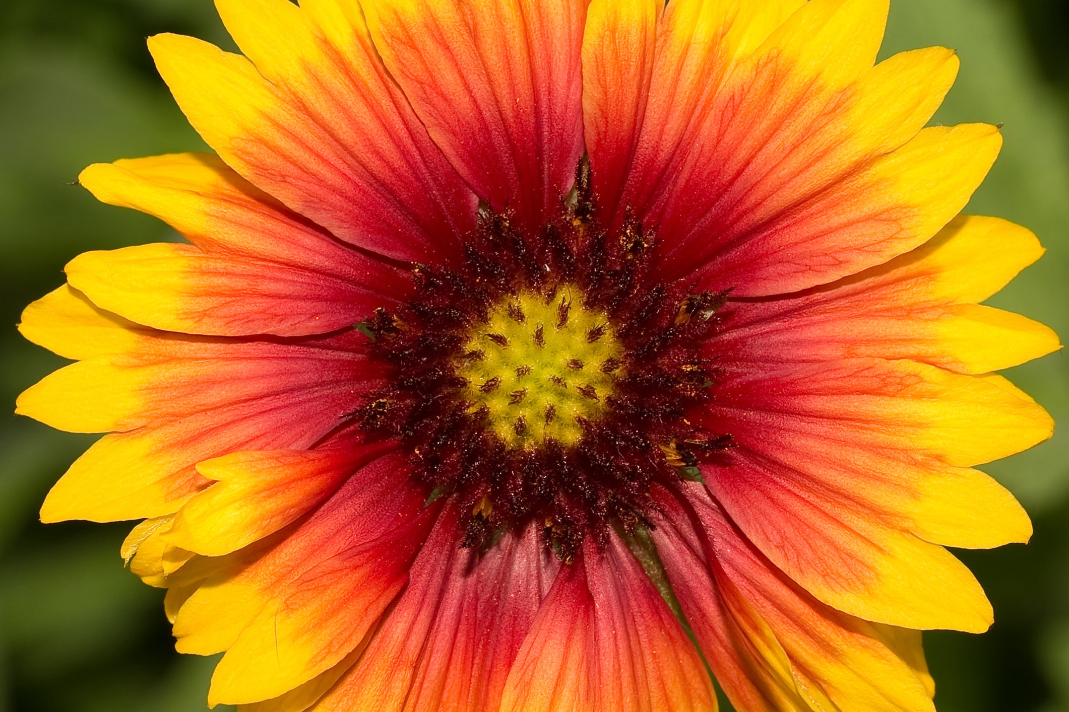 gaillardia blanket flower seeds Gaillardia Blanket Flower Seeds