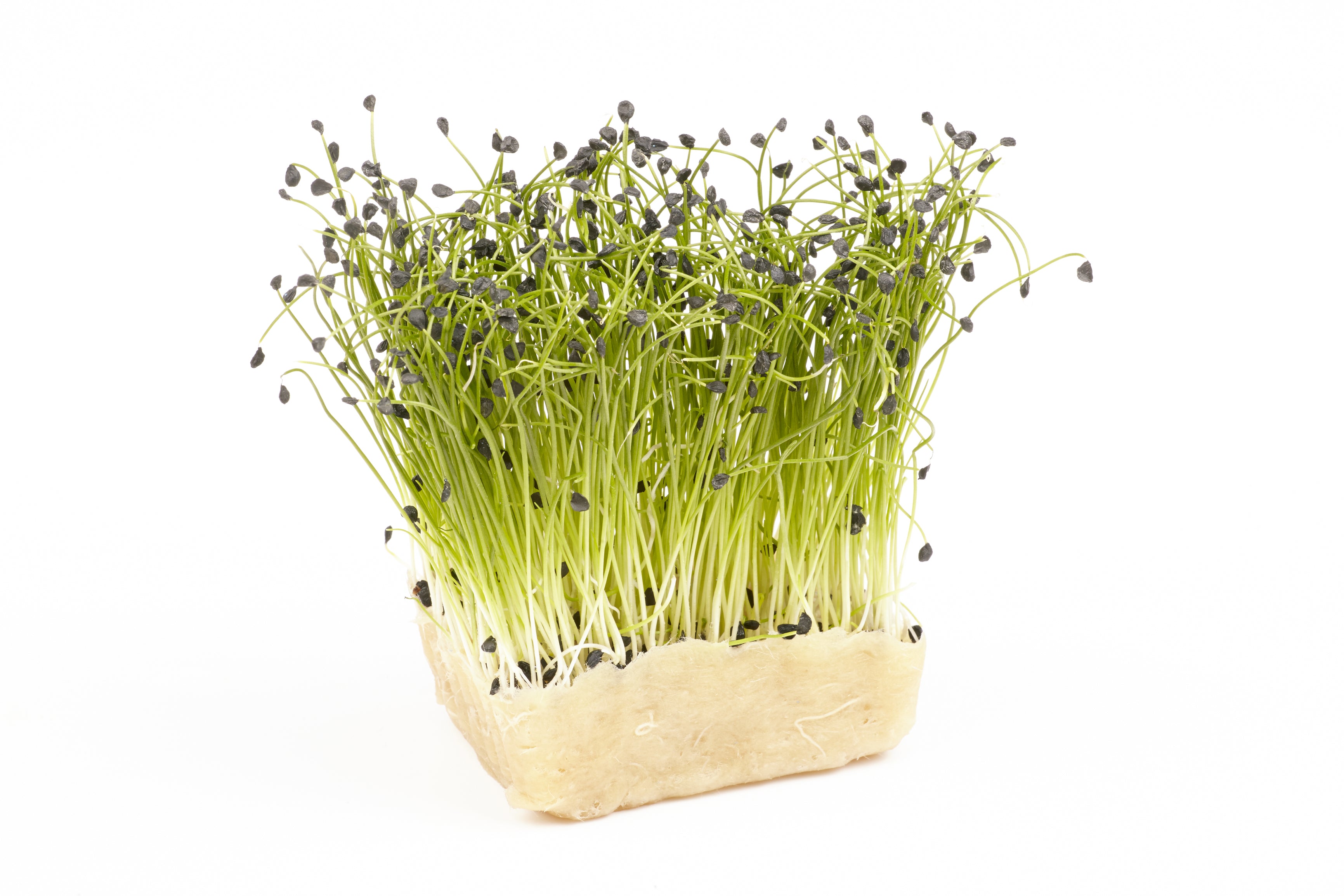 micro garden seeds Garlic Chives Organic Microgreen Seeds – Hometown Seeds