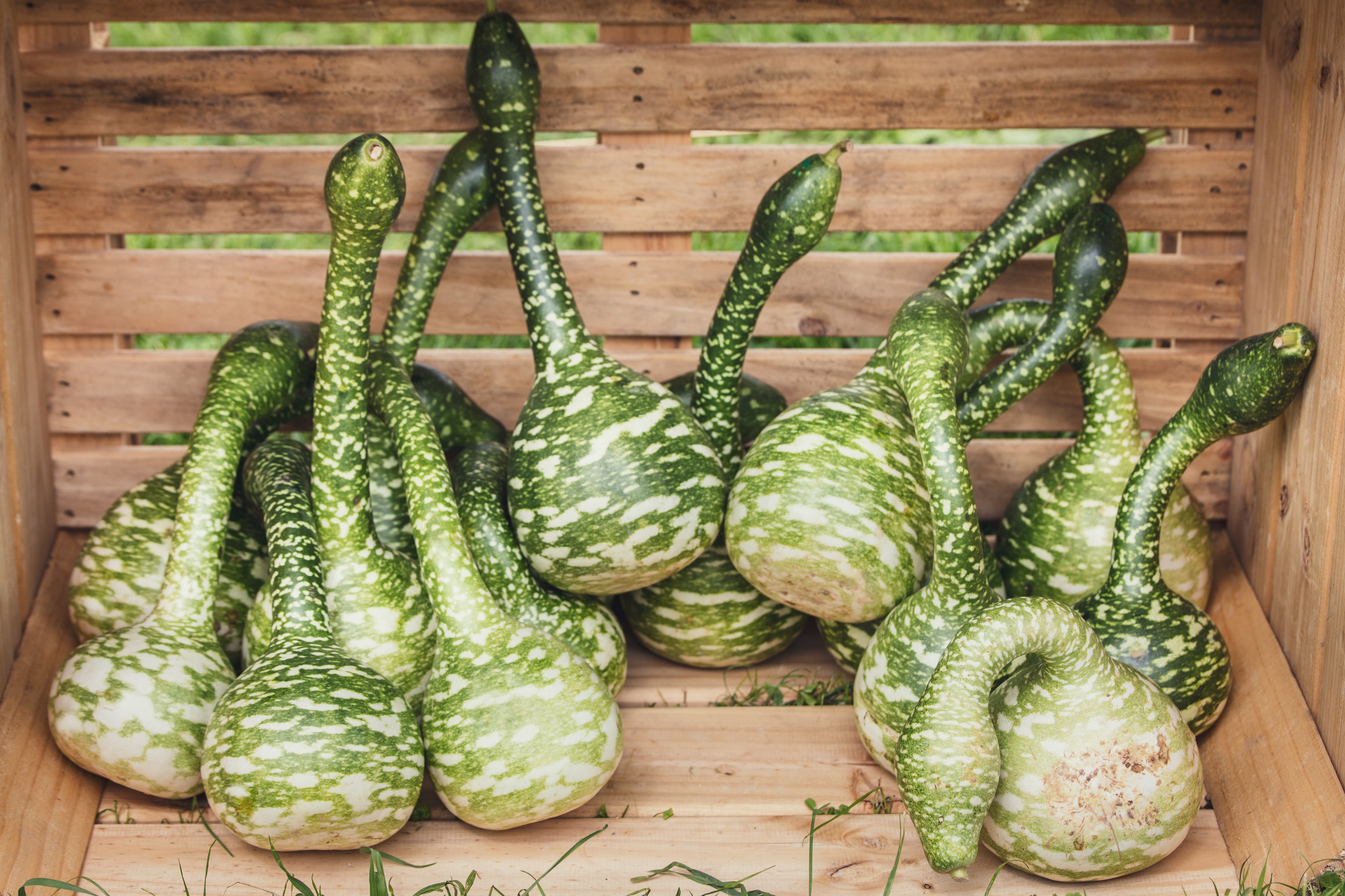Long Handled Dipper Gourd Seeds Heirloom Hometown Seeds long-handled-dipper-gourd-seeds-heirloom-hometown-seeds