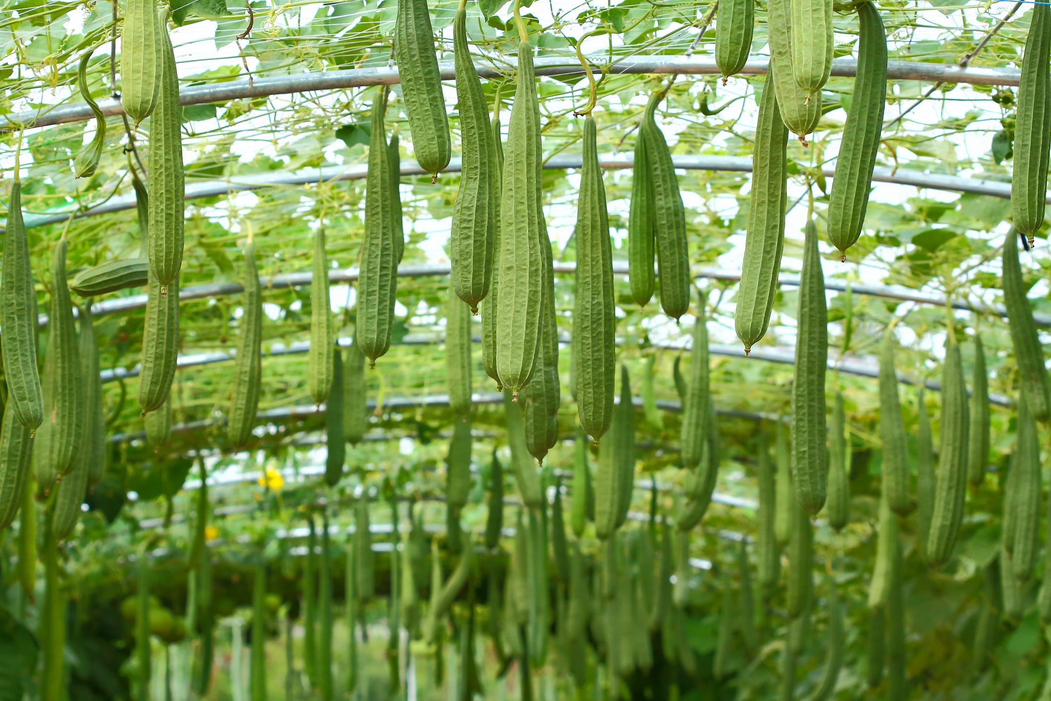 sponge plant seeds Luffa Sponge Gourd Seeds