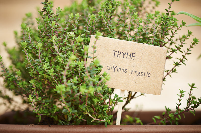 plant thyme seeds Thyme Seeds