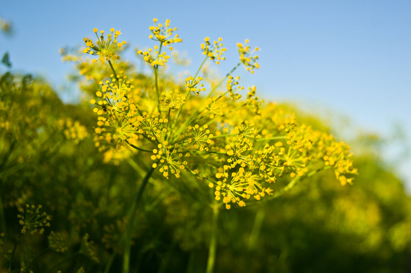 thumbnail image 2 of Bouquet Dill Seeds – 500 Count, Heirloom, Non-GMO (1144) – Free Shipping 2 of 5