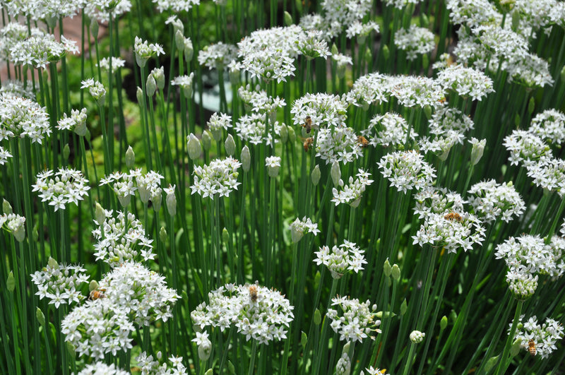 Graines De Ciboulette à L'Ail - 750 Graines - Feuilles Larges - Pour Tous Types De Sol - Première Qualité