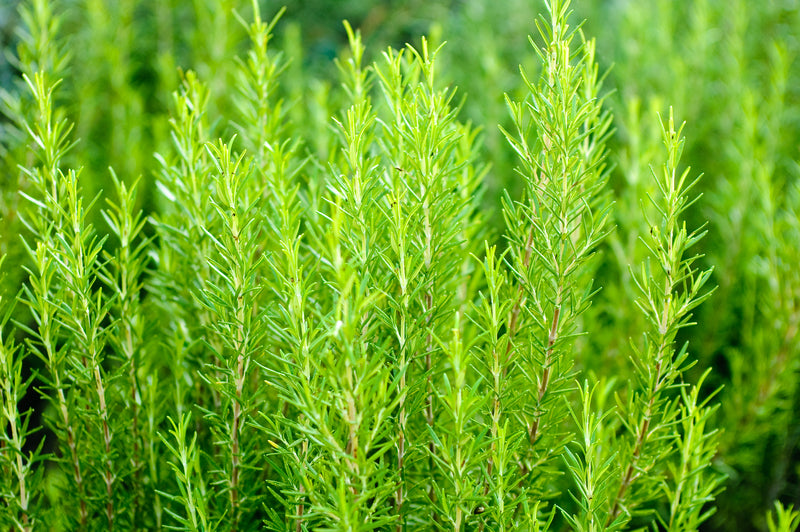 soak rosemary seeds before planting Rosemary Seeds