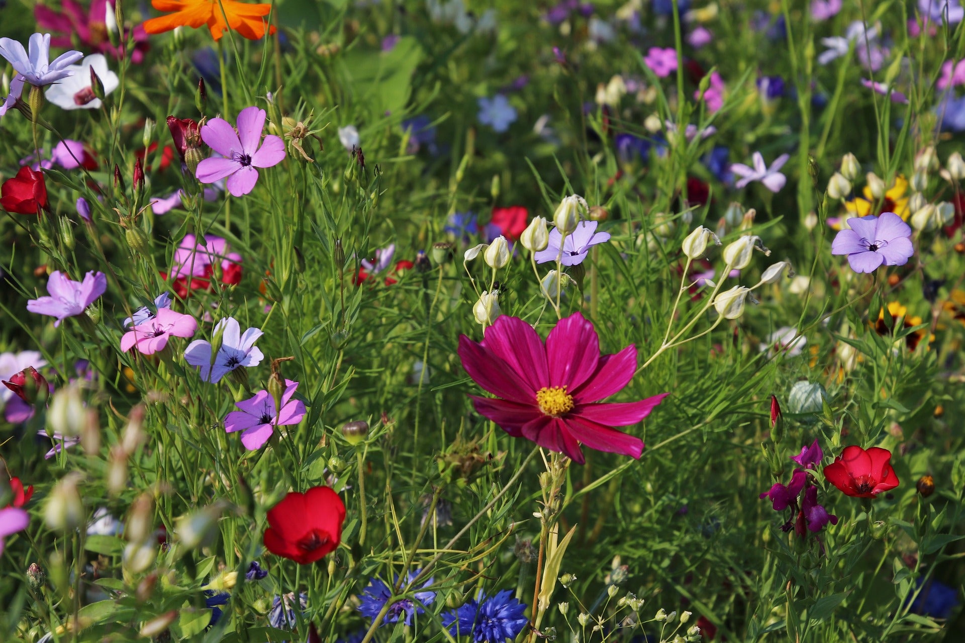 butterfly and hummingbird flower seeds Hummingbird/Butterfly Wildflower Mix