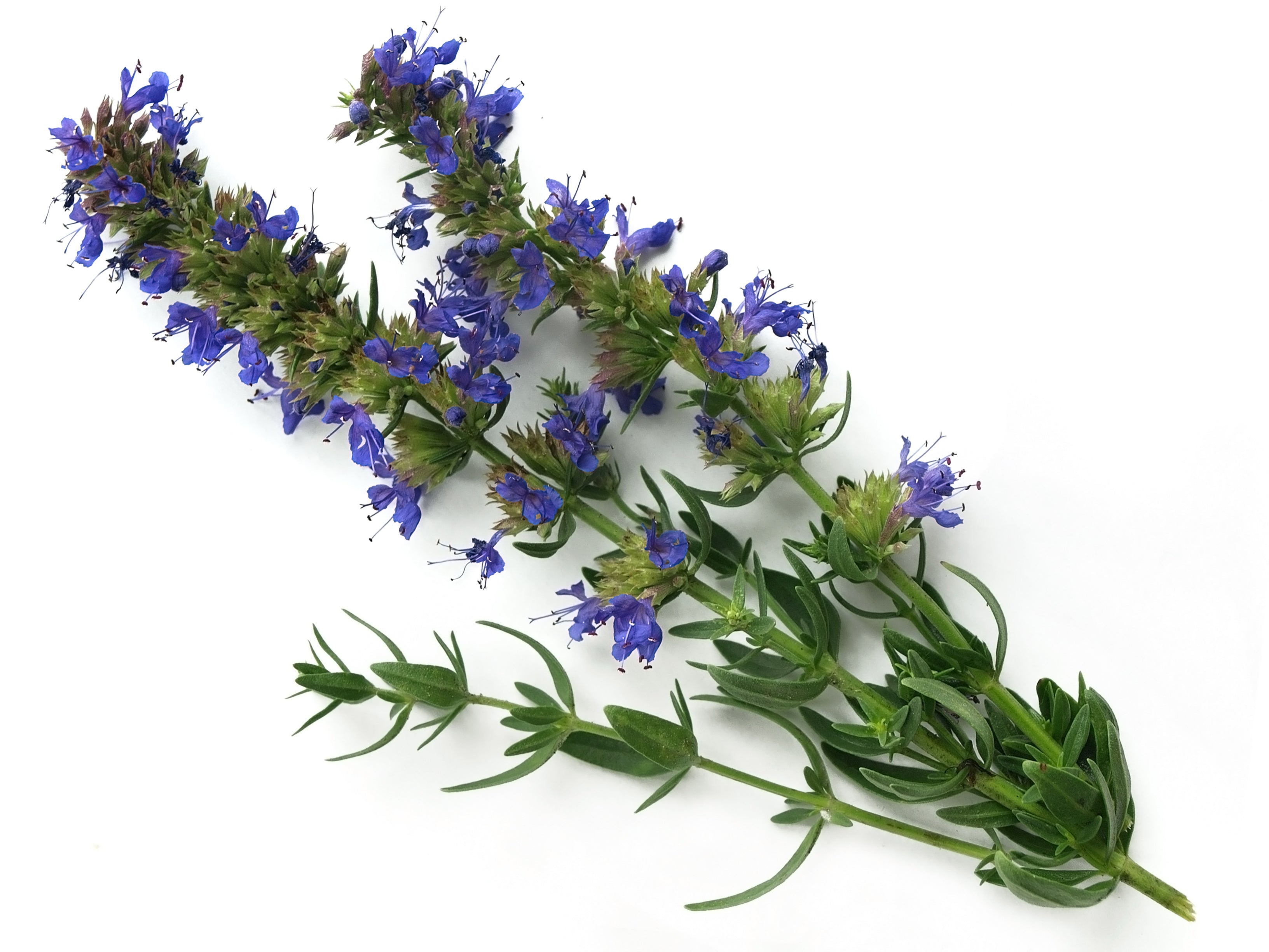 lavender flower in hindi name Hyssop