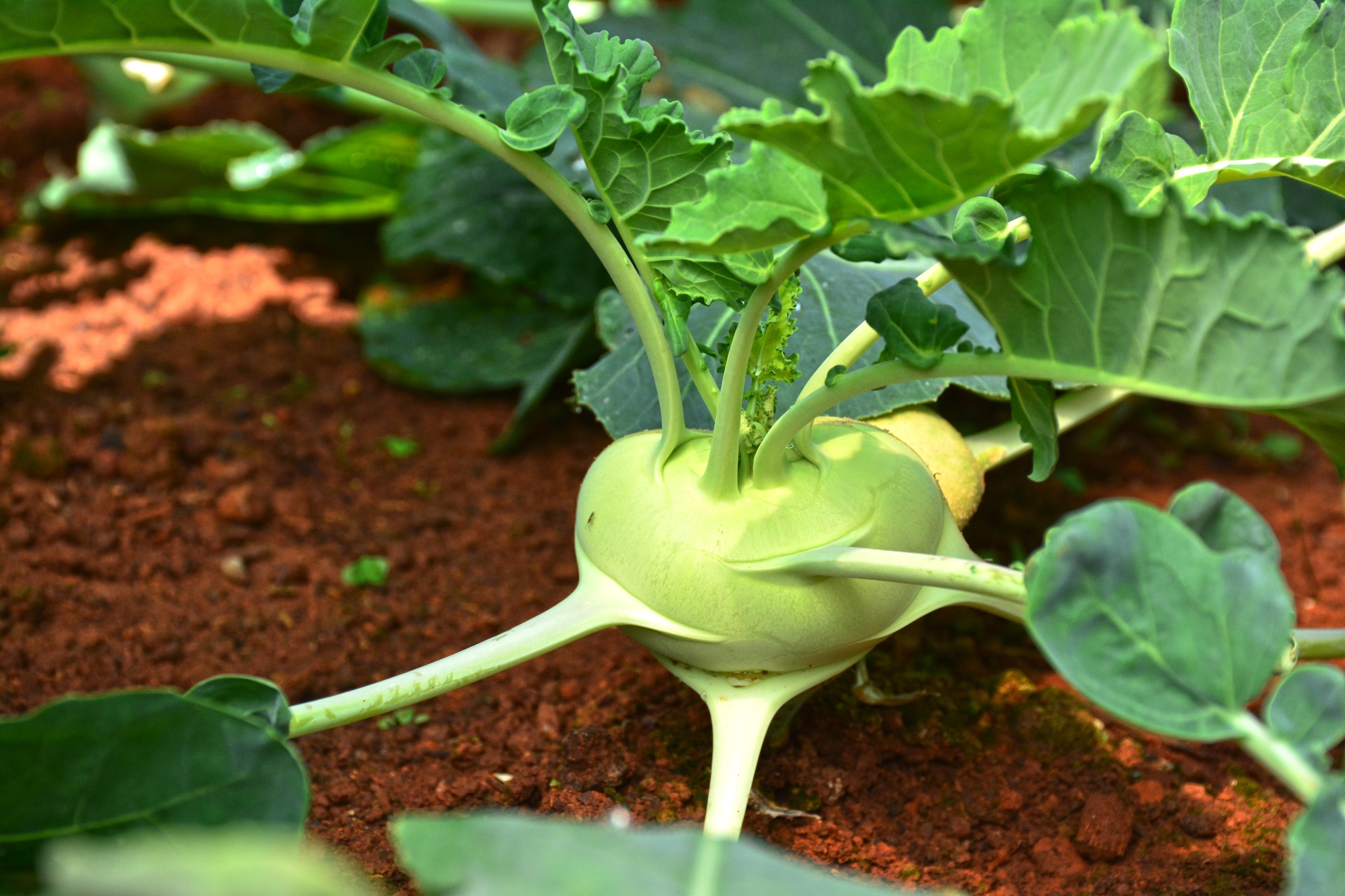 plant kohlrabi seeds Early White Vienna Kohlrabi Seeds
