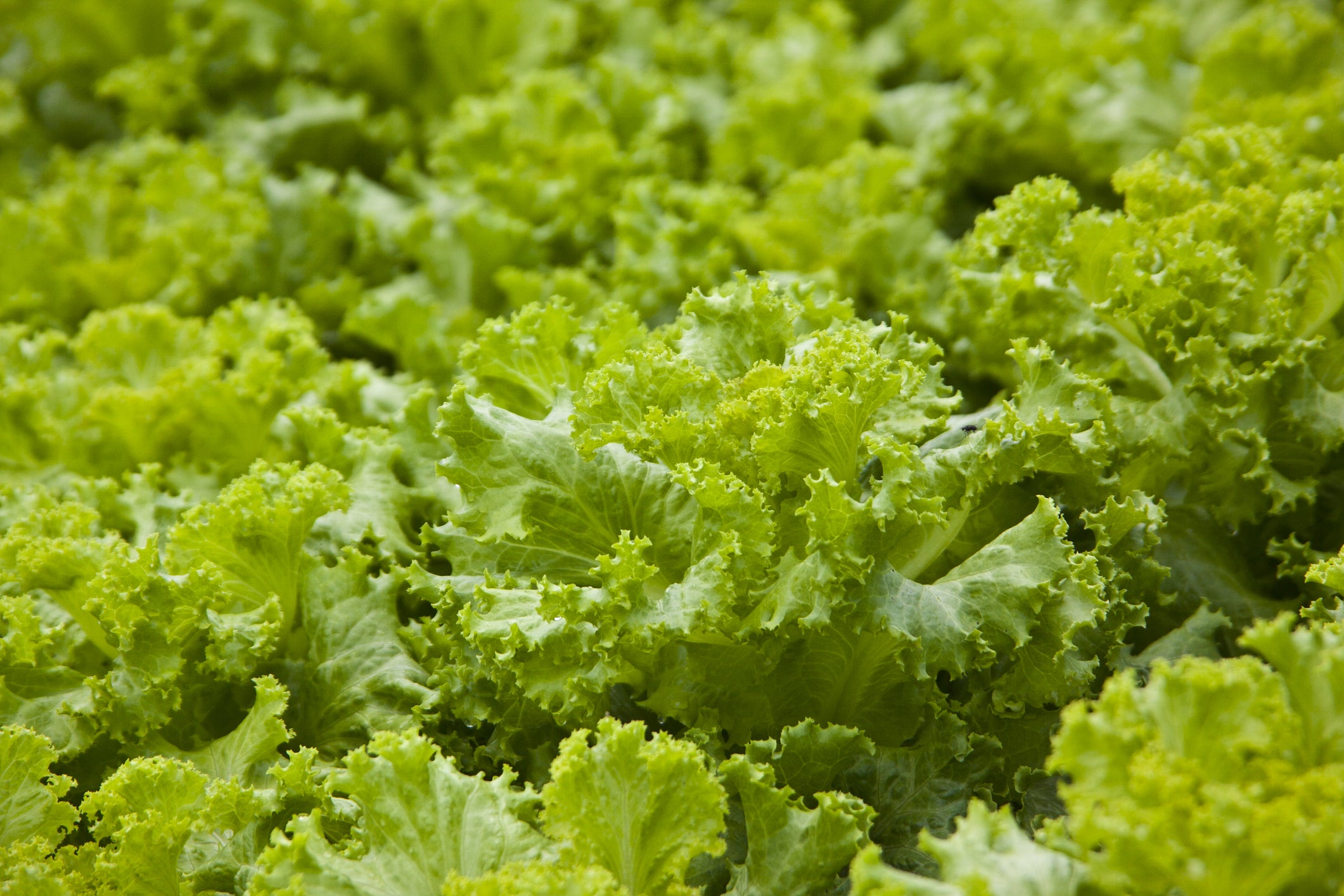 black seeded simpson lettuce planting Black Seeded Simpson Lettuce Seeds