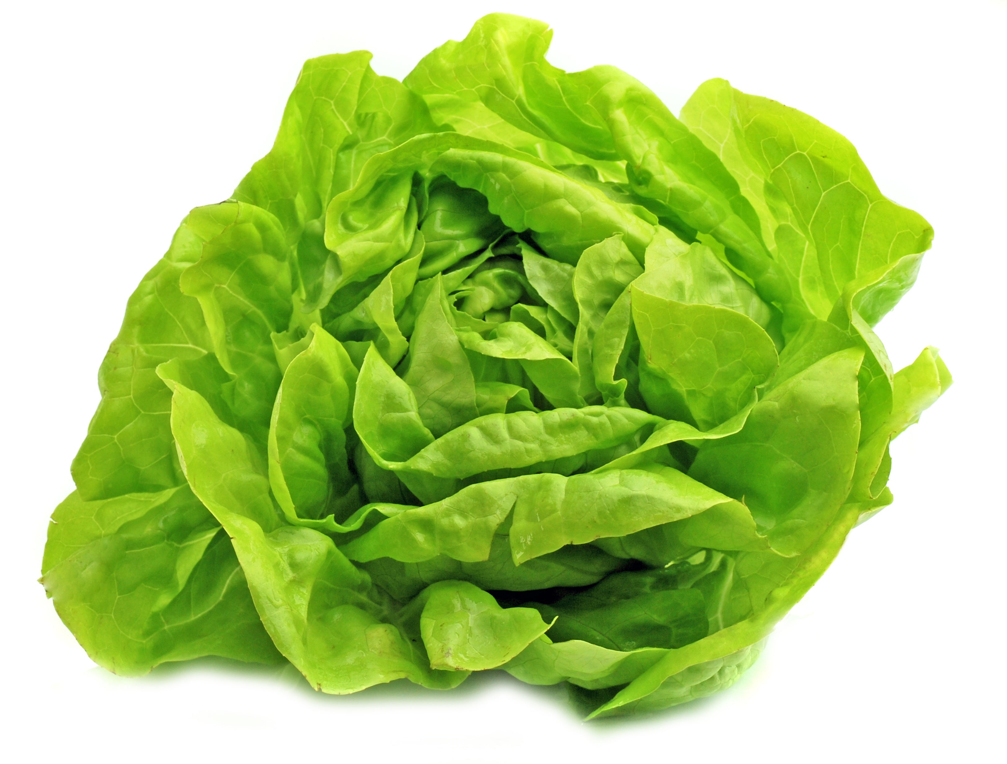 Lettuce - Buttercrunch - Seed Megastore Ltd Lettuce - Buttercrunch - Seed Megastore Ltd