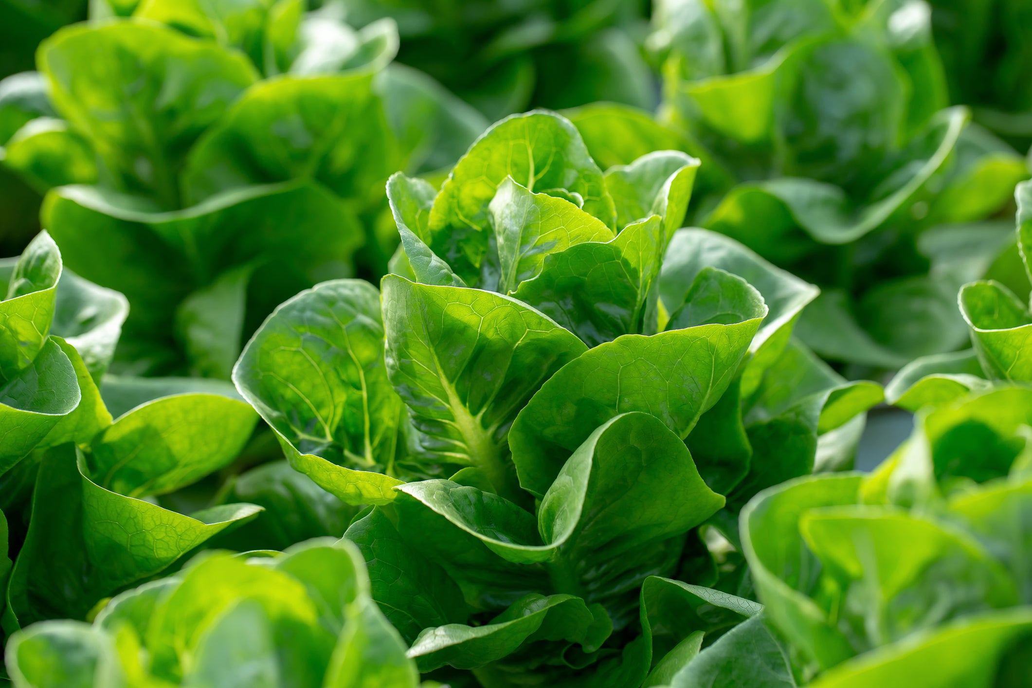 planting buttercrunch lettuce seeds Buttercrunch Lettuce Seeds