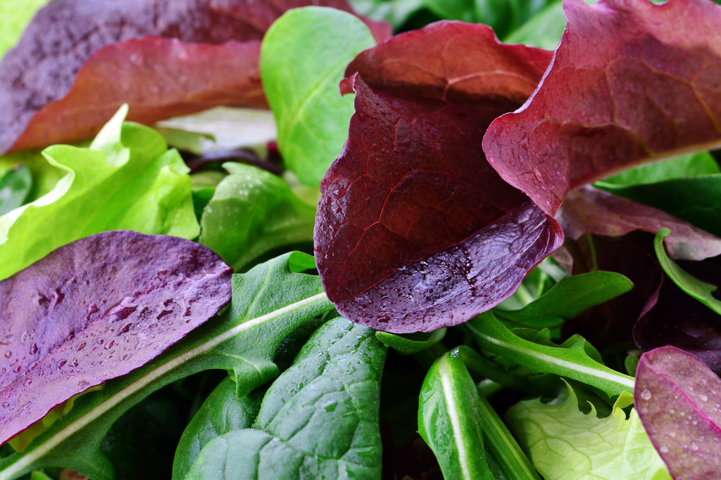 Mesclun Mixed Salad Greens Lettuce Seeds Heirloom Hometown Seeds
