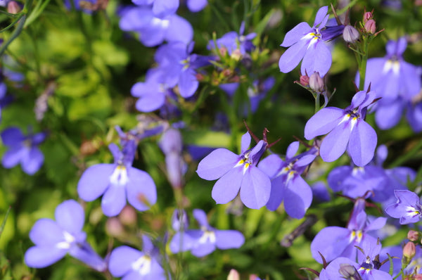 Lobelia, Crystal Palace Seeds – Hometown Seeds