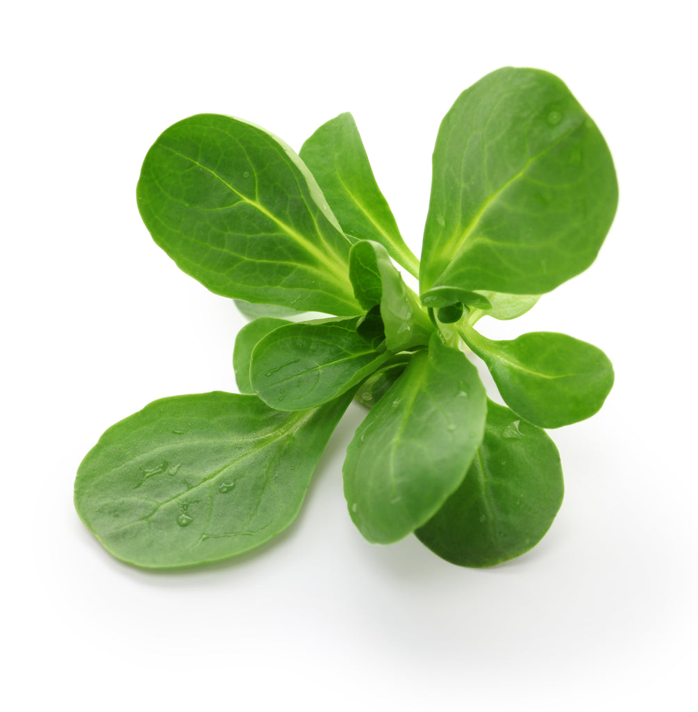 Dutch Corn Salad Seeds – 200+ Broad Leaved Mache (Lamb's Lettuce) Seeds – Fast Growing, Cold Resistant, For Garden & Containers