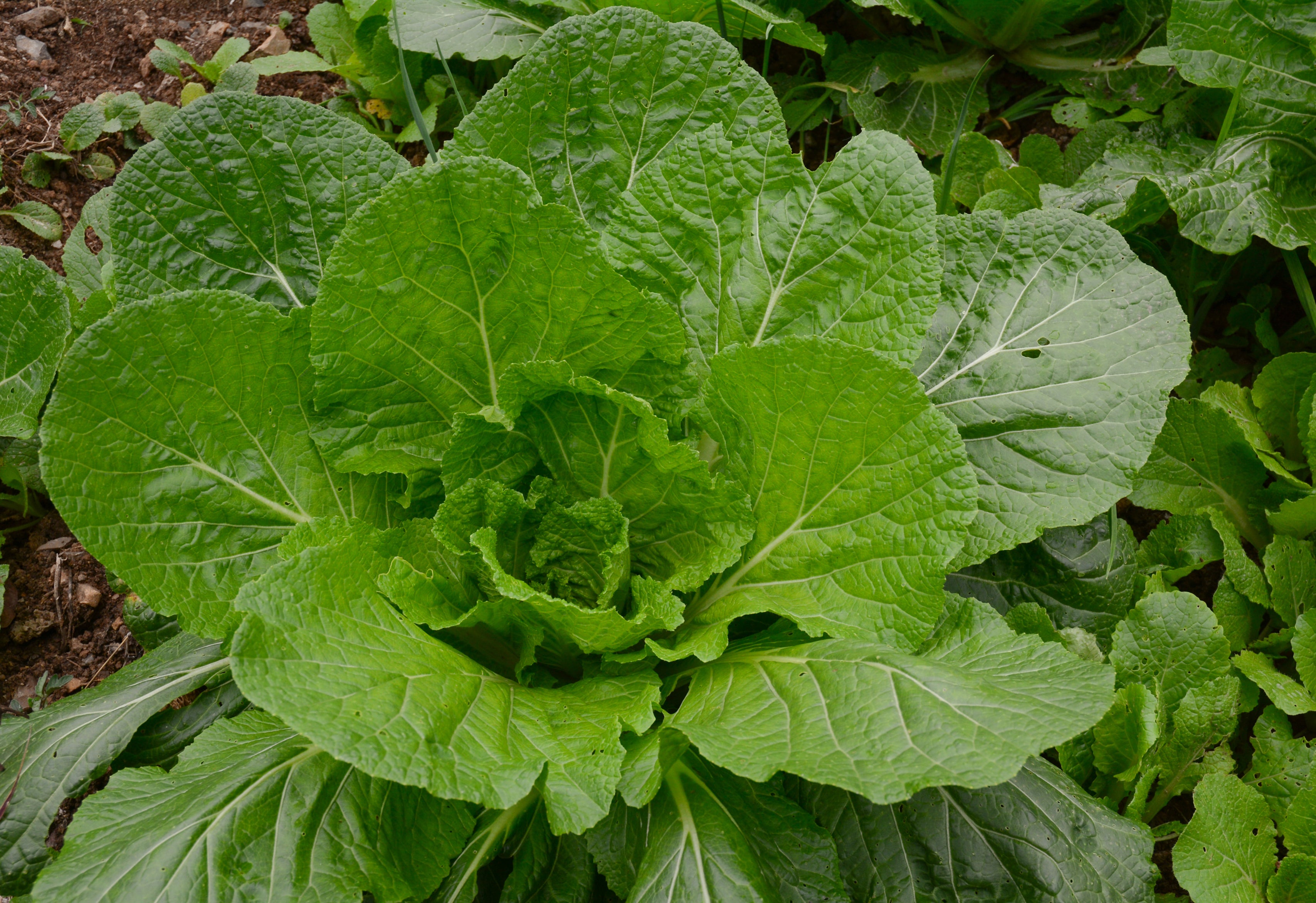 Florida Broadleaf Mustard Greens 