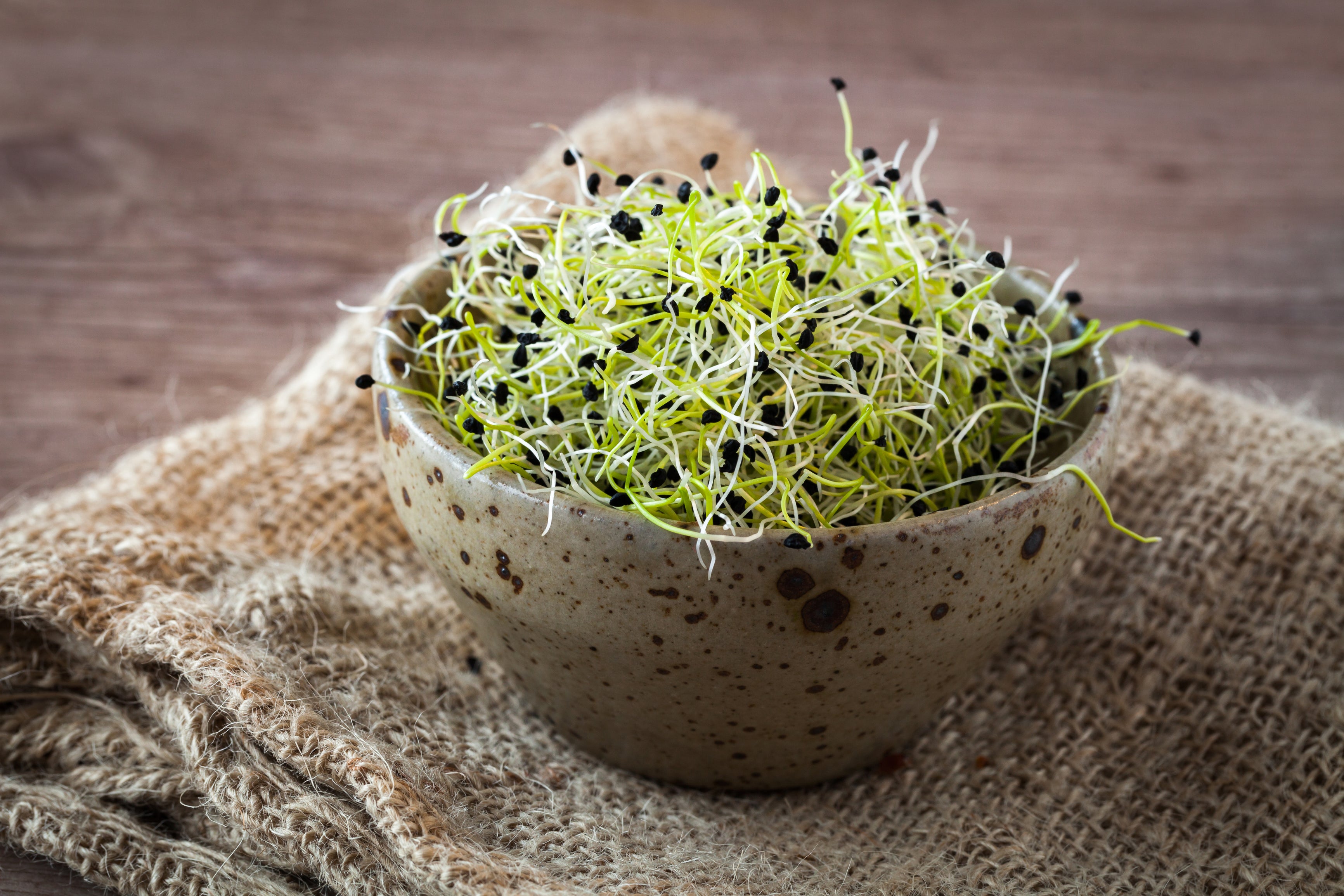 18+ Onion Microgreen Seeds Onion Organic Microgreen Seeds – Hometown Seeds