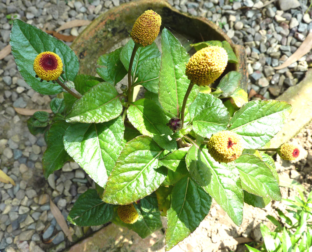 Paracress AKA Toothache Plant Heirloom Hometown Seeds