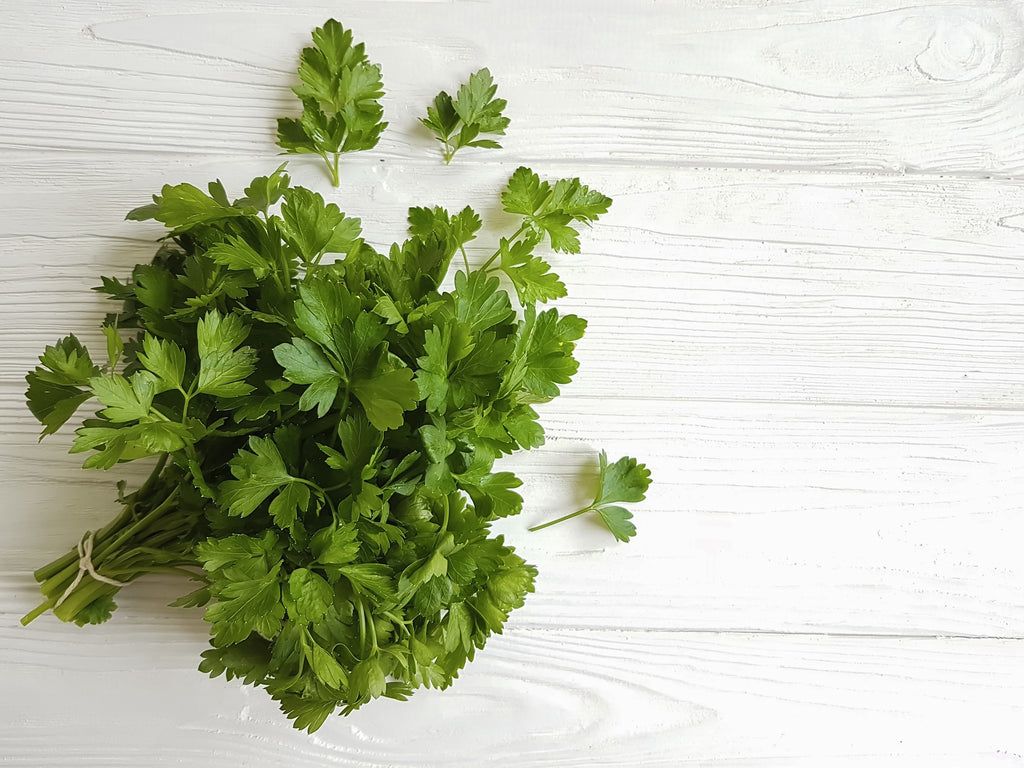 Italian Flat-leaf Parsley Seeds - Heirloom – Hometown Seeds