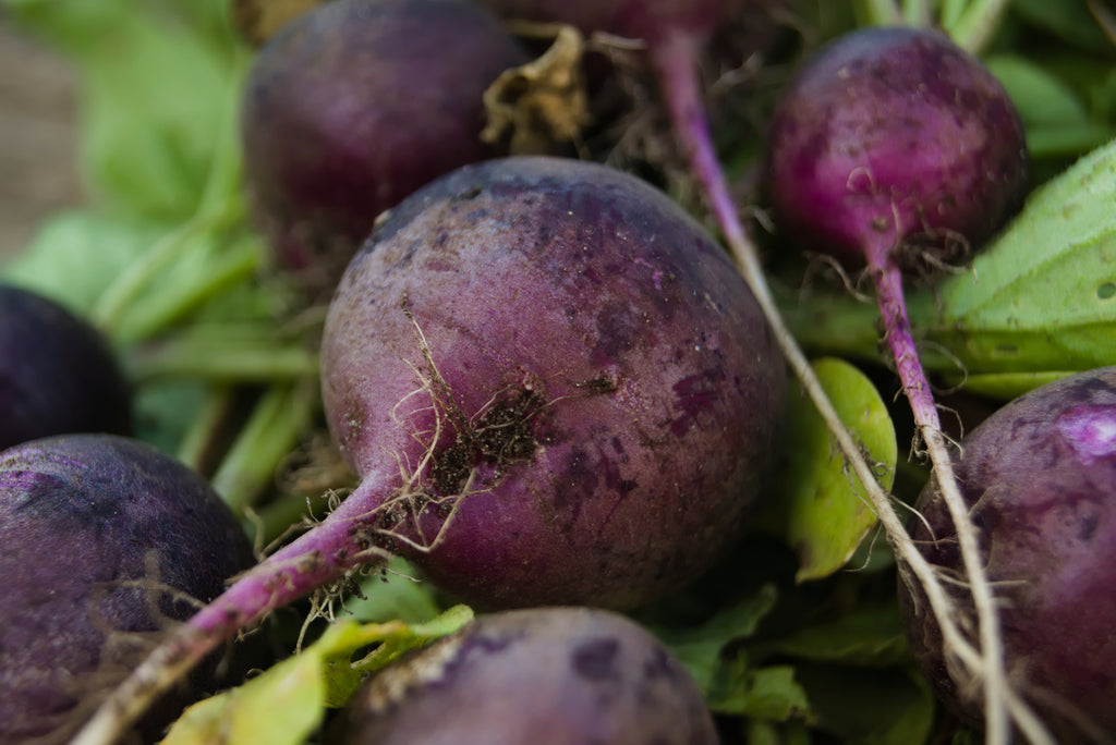 Purple Plum Radish Seeds - Heirloom – Hometown Seeds