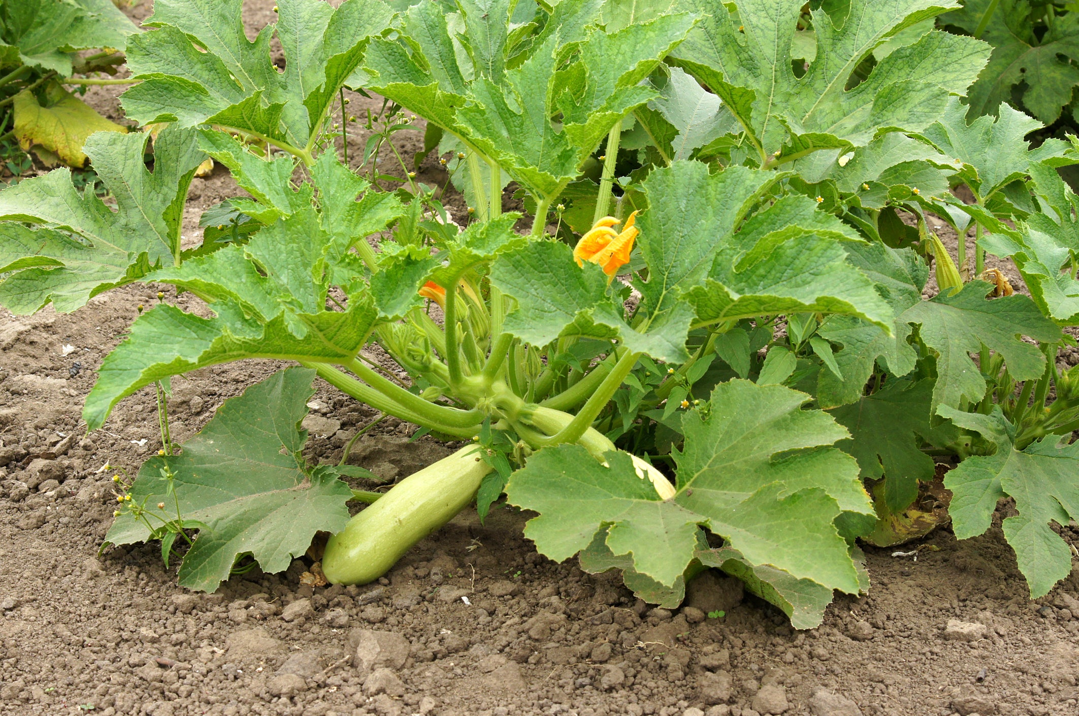 planting zucchini squash seeds Summer Squash, Zucchini Trieste White Seeds
