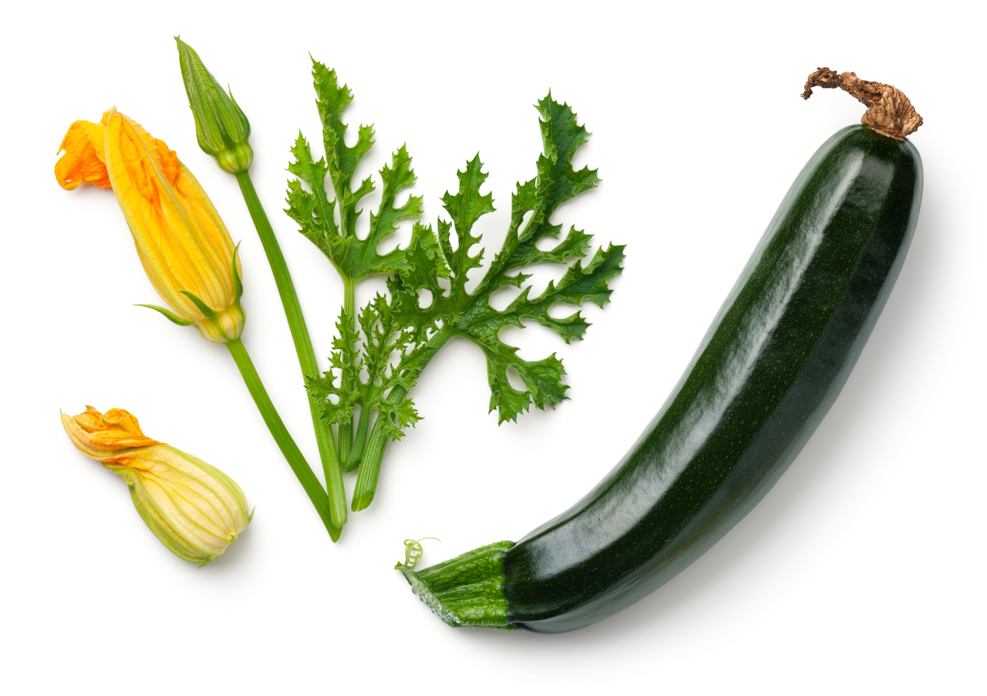 zucchini seeds for planting Summer Squash, Zucchini Elite Hybrid Seeds – Hometown Seeds