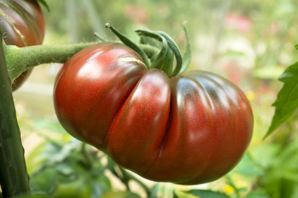 russian rose tomato seeds Black Russian Tomato Seeds
