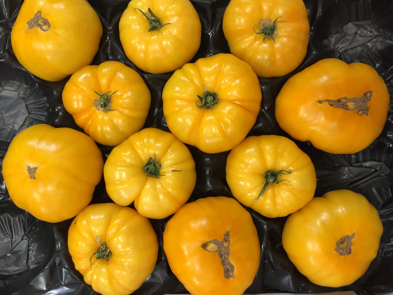 Brandywine Yellow Tomato Seeds - Heirloom – Hometown Seeds