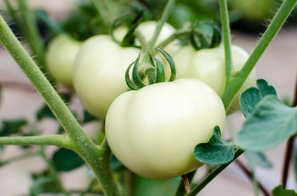 Tomato_Great_White_grande.jpg?