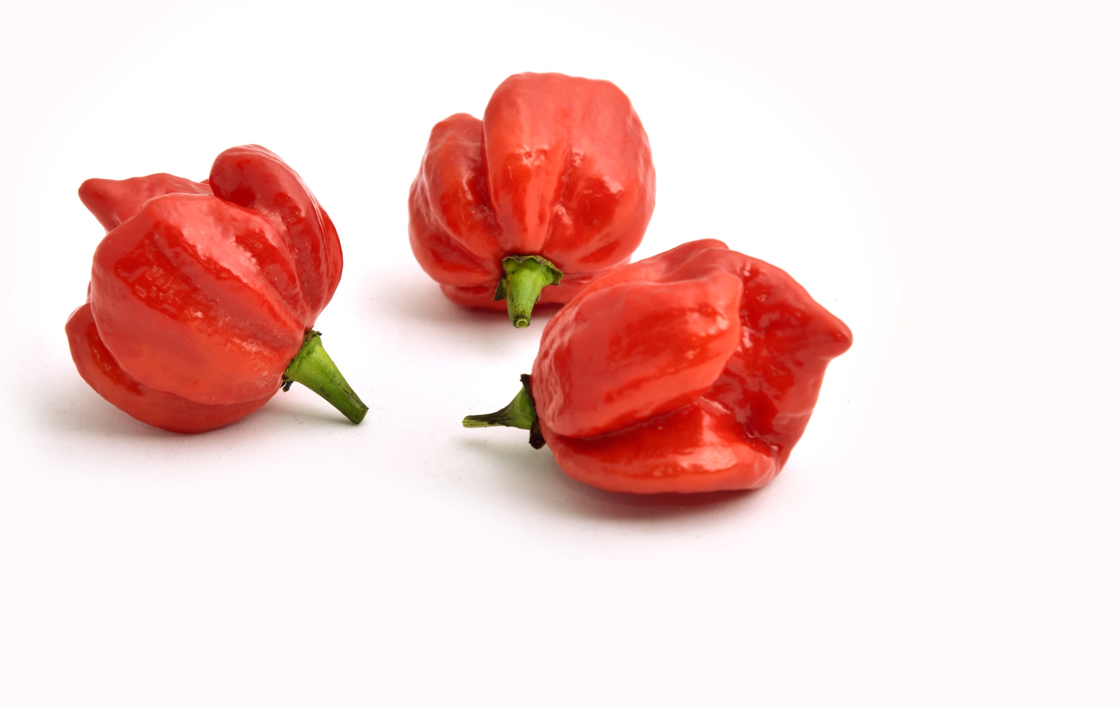planting trinidad scorpion seeds Pepper, Hot Trinidad Scorpion