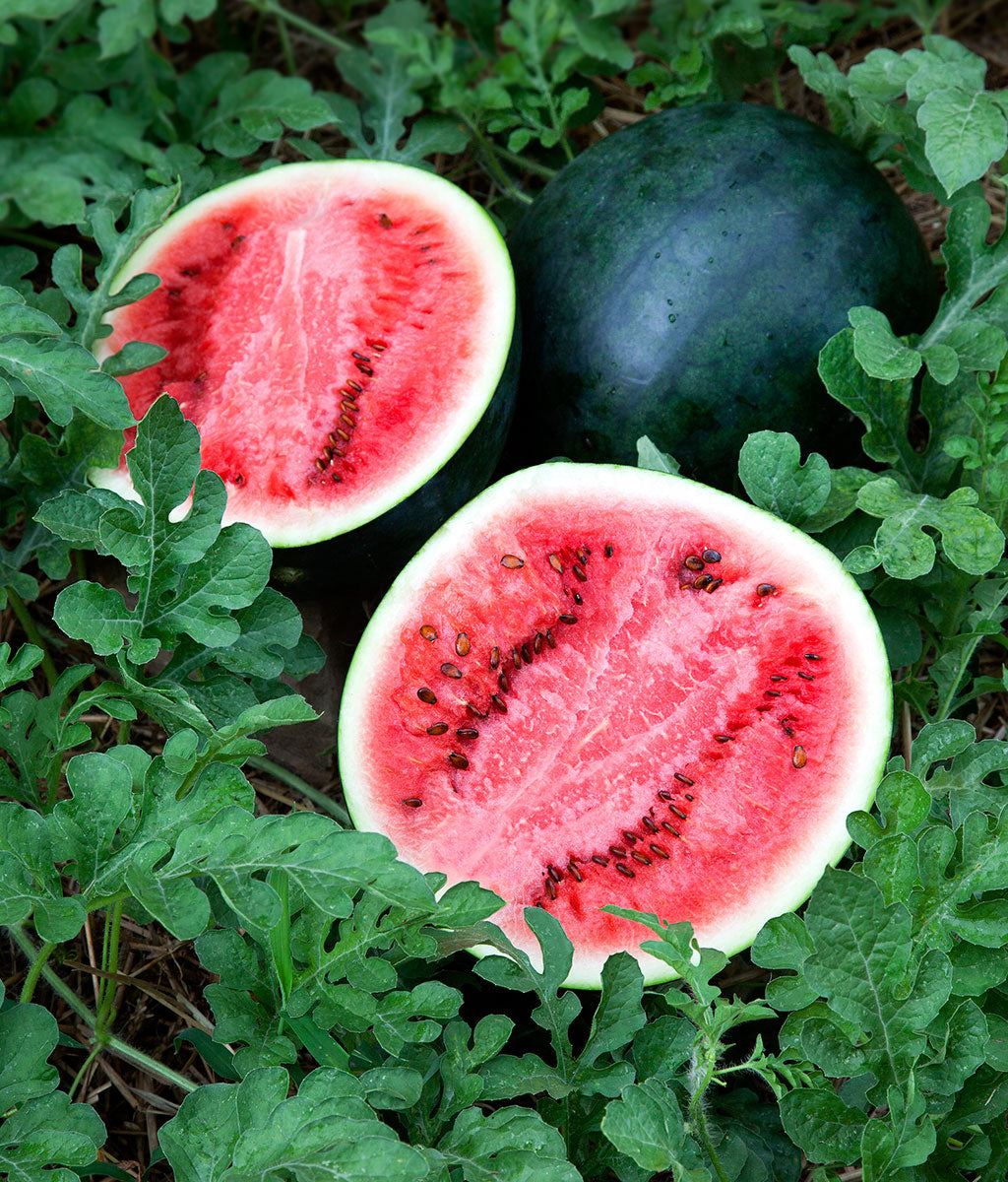 plant watermelon seeds Sugar Baby Watermelon Seeds