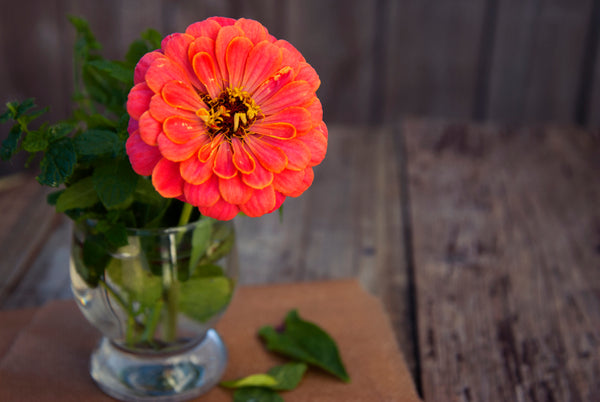 期間限定値下げ！早い者勝ち！ FLORAE JAPONICAE