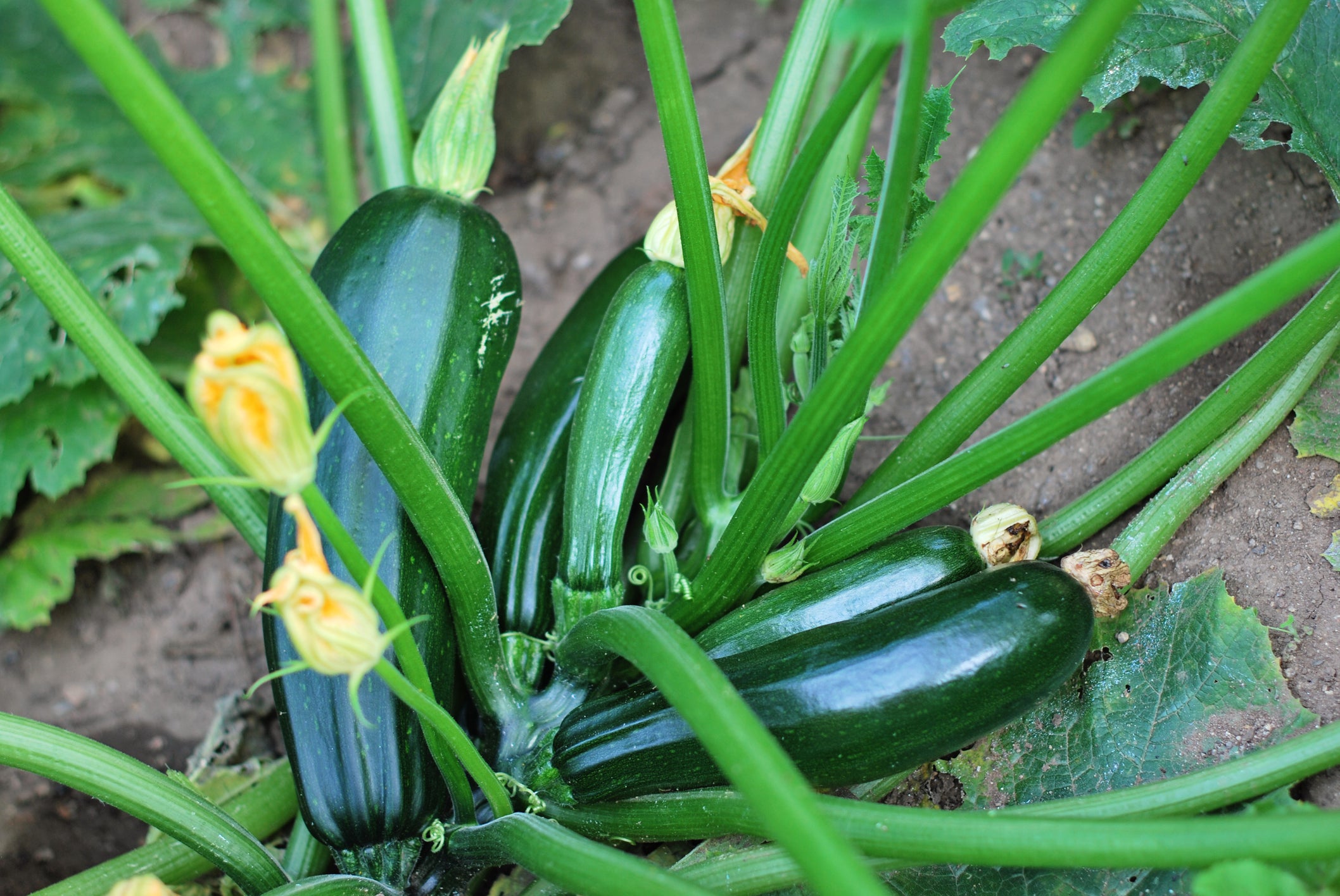 planting zucchini squash seeds Summer Squash, Zucchini Black Beauty Seeds